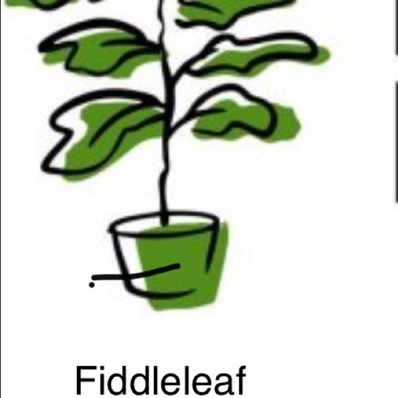 fiddleleaf21